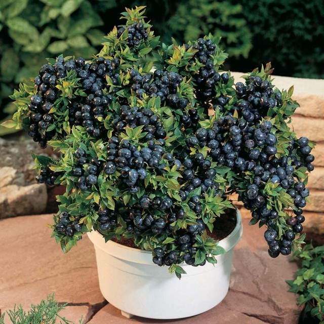 Fruits To Grow In Containers 13