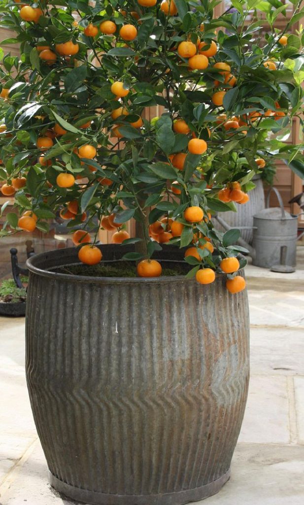 Fruits To Grow In Containers 14