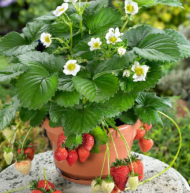 Fruits To Grow In Containers 2