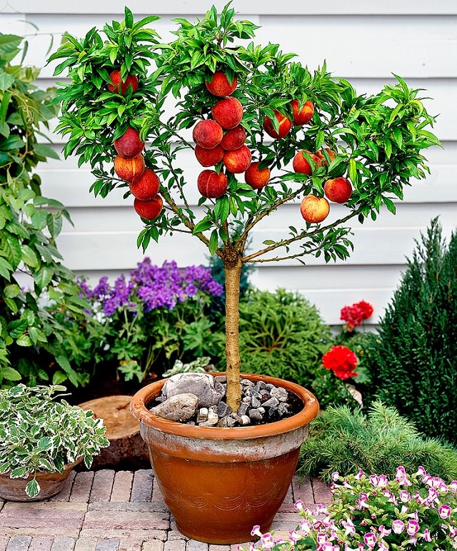 Fruits To Grow In Containers 6