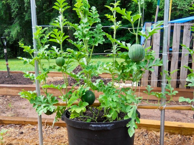 Fruits To Grow In Containers 9