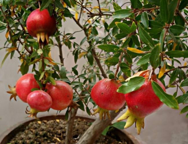 Grow Pomegranate Tree In Containers 1