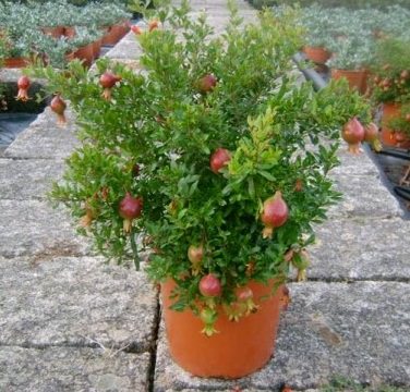 Grow Pomegranate Tree In Containers 2