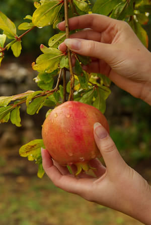 Grow Pomegranate Tree In Containers 3