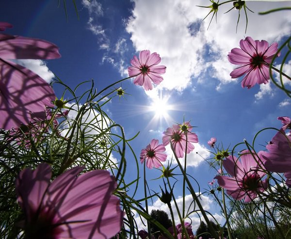 How To Make Plants and Flowers Bloom 4