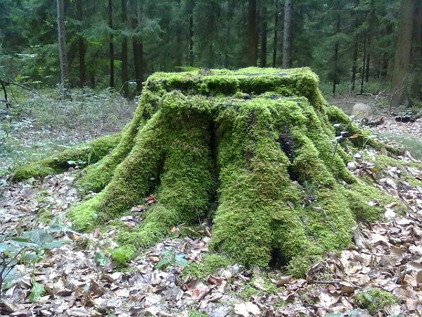 Tree Stump Decorations 6