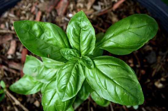 Types Of Basil 1