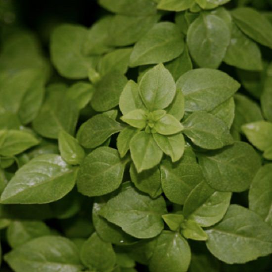 Types Of Basil 15