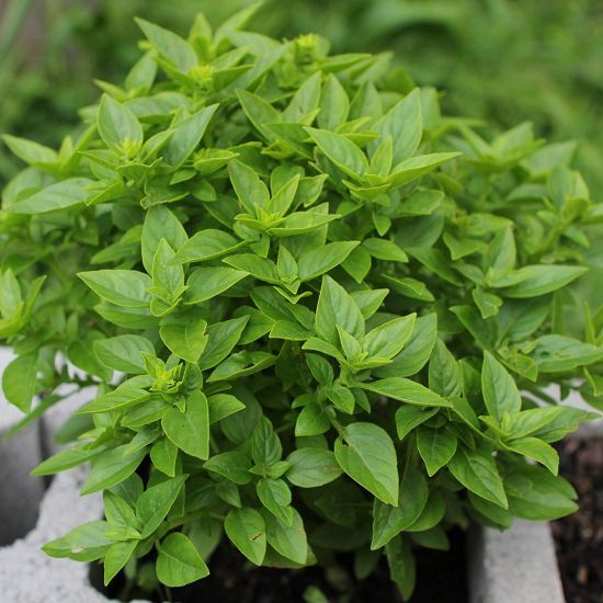 Types Of Basil 18