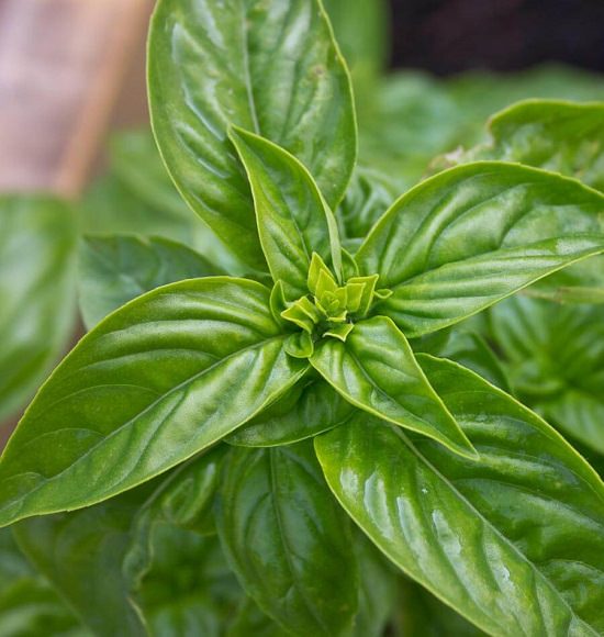 Types Of Basil 2