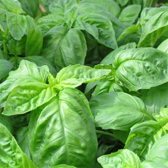 Types Of Basil 4