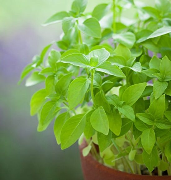 Types Of Basil 7