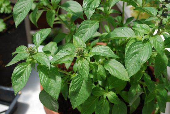 Types Of Basil 9