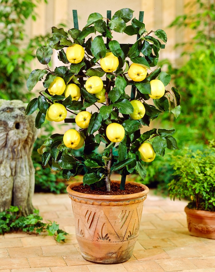 ow To Grow Apple In Pots 1