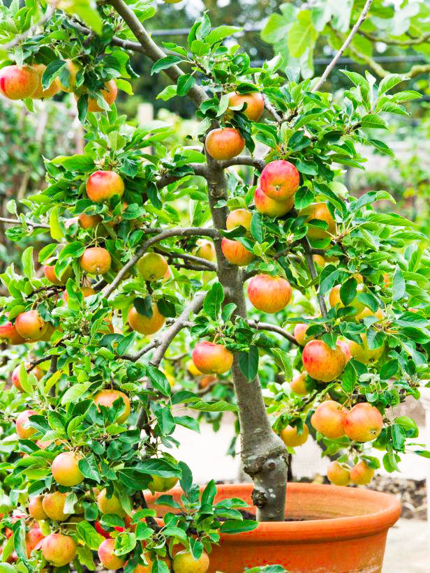 ow To Grow Apple In Pots 2