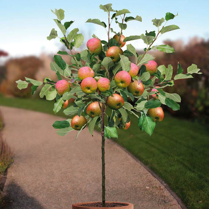 ow To Grow Apple In Pots 3