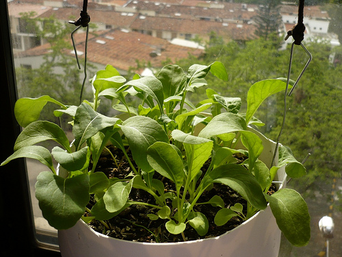 How To Grow Arugula In Containers Successfully 1