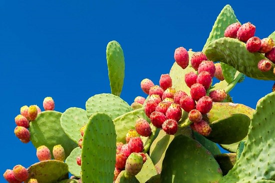 How To Grow Barbary Fig In Containers 1