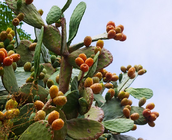 How To Grow Barbary Fig In Containers 5