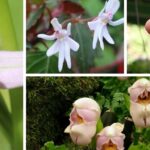 40 Weird Flowers That you must see: The world’s weirdest Flowers