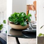 17 Plants That Don’t Need Light You Can Grow Indoors