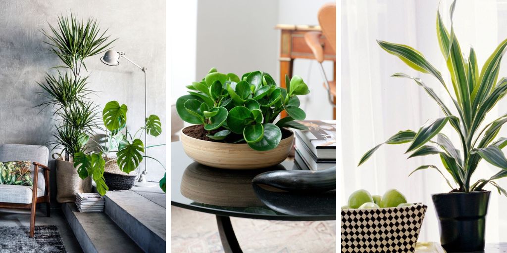 17 Plants That Don’t Need Light You Can Grow Indoors