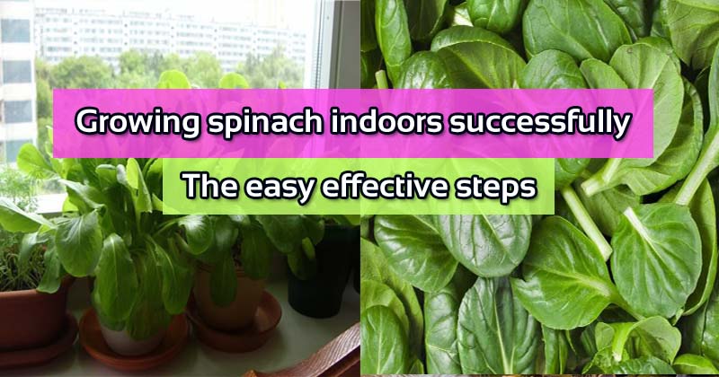 Growing spinach indoors