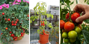 tips for growing tomato in container