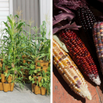 growing corn in containers