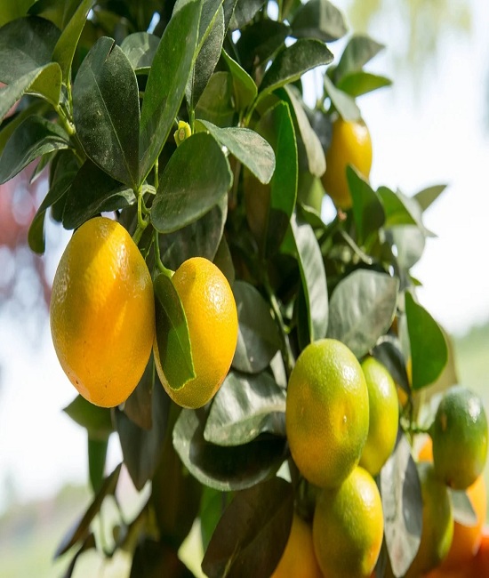 How to harvest Calamansi