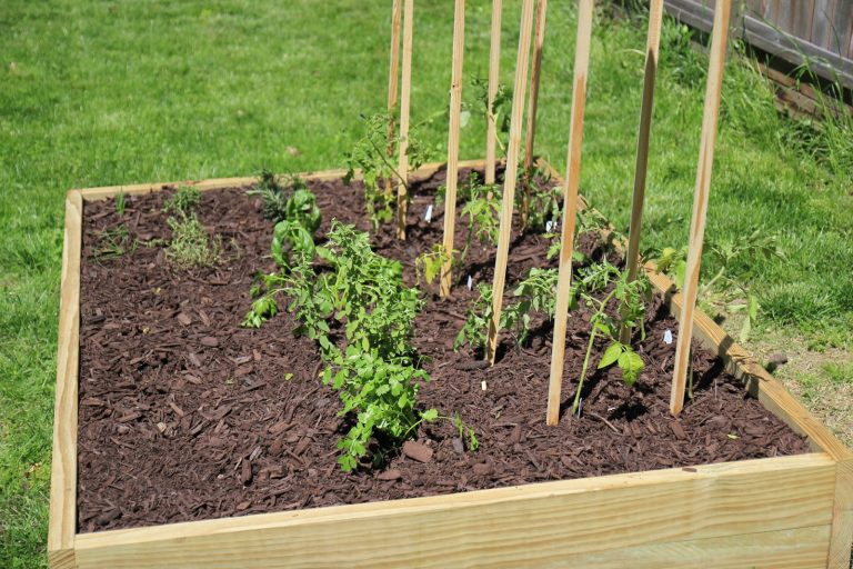 Growing Tomato In Raised Beds: The Easiest And The Most Effective Steps