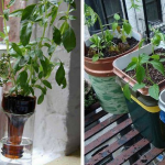 self-watering containers