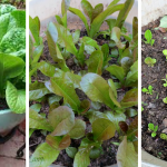 growing lettuce in containers