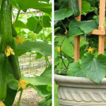 Growing Cucumbers Vertically: The best DIY guide for vertical gardening