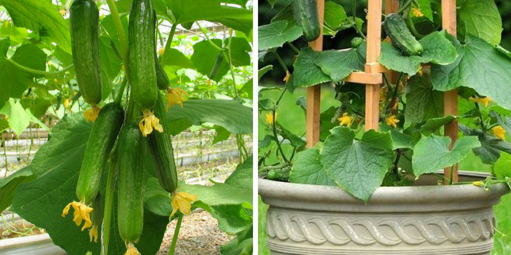 Growing Cucumbers Vertically: The best DIY guide for vertical gardening