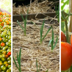how to grow tomatoes in hot weather