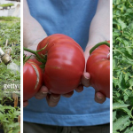 how to grow brandywine tomato