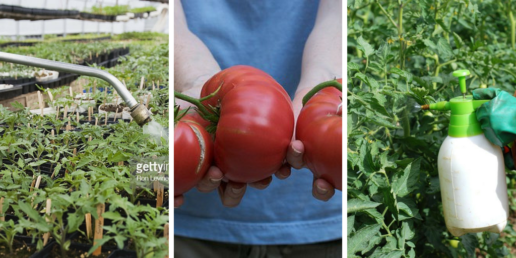 how to grow brandywine tomato