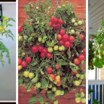 How to Grow Tomatoes in a Hanging Basket: The best vertical gardening