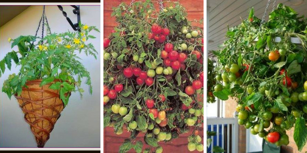How to Grow Tomatoes in a Hanging Basket: The best vertical gardening