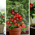 how to grow windowsill tomatoes indoors