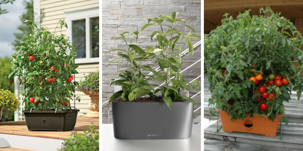 http://lifeknowhow.net/self-watering-tomato-planters