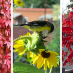 10 Beautiful plants to attract wild birds to your garden