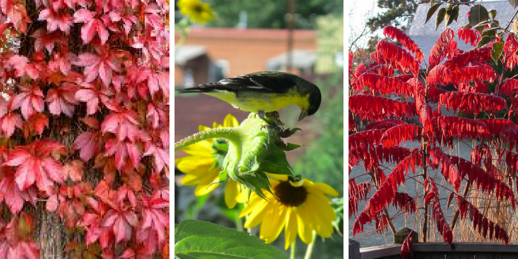 10 Beautiful plants to attract wild birds to your garden