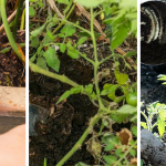 5 convincing reasons why you should use coffee grounds for plants