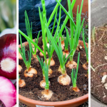 How to grow onion indoors in 8 easy steps
