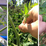 How to prune tomatoes: A simple healthy method to improve production