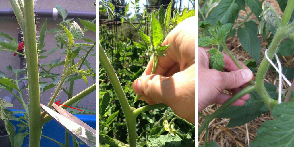 How to prune tomatoes: A simple healthy method to improve production