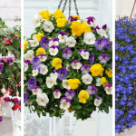 flowers to use in hanging baskets