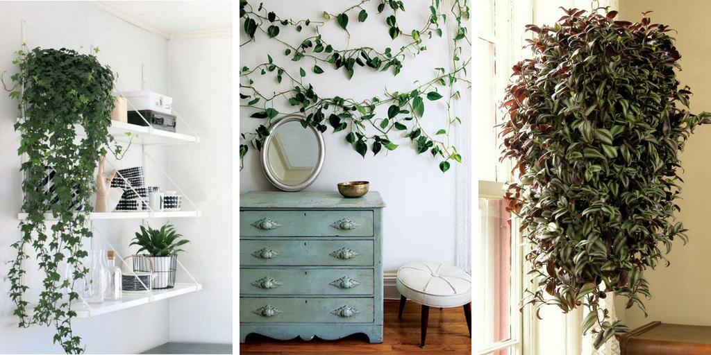 Best good-looking indoor vine plants to bring nature to your place.
